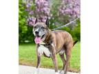 Adopt Ranger a Mixed Breed (Large) / Mixed dog in Sheboygan, WI (41421049)