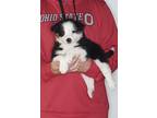 Adopt Blossom a Tricolor (Tan/Brown & Black & White) Australian Shepherd /