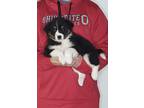 Adopt Bella a Tricolor (Tan/Brown & Black & White) Australian Shepherd / Border