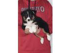 Adopt Cali a Tricolor (Tan/Brown & Black & White) Australian Shepherd / Border