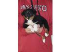 Adopt Babe a Tricolor (Tan/Brown & Black & White) Australian Shepherd / Border