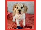 Adopt Timmy Hays a White - with Tan, Yellow or Fawn Cockapoo / Mixed dog in