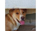 Adopt Grant a Tan/Yellow/Fawn - with White Labrador Retriever / Mixed dog in
