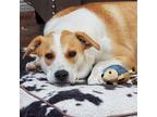 Adopt Gigi a Tan/Yellow/Fawn - with White Labrador Retriever / Mixed dog in