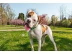 Adopt Buddy Guy a White - with Red, Golden, Orange or Chestnut Boxer / Mixed dog