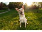 Adopt Amory a Tan/Yellow/Fawn German Shepherd Dog / Mixed dog in Dayton