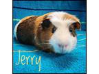 Adopt Jerry a Guinea Pig (short coat) small animal in Kelowna, BC (41444540)
