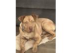 Adopt Drew a Tan/Yellow/Fawn Pit Bull Terrier / Labrador Retriever / Mixed dog