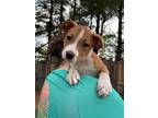 Adopt Ms. Marvel a White - with Tan, Yellow or Fawn American Pit Bull Terrier /