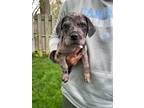 Adopt Buckwheat a Black - with White Catahoula Leopard Dog / Mixed dog in