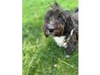 Adopt Hugo a Black Havanese / Mixed dog in Derwood, MD (41369836)