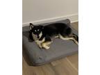 Adopt Mochi a Black - with White Husky / Mixed dog in Silver Spring