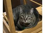 Adopt Chip a Brown Tabby American Shorthair / Mixed (short coat) cat in Round