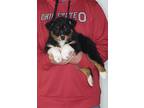 Adopt Chief a Tricolor (Tan/Brown & Black & White) Australian Shepherd / Border