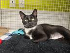 Adopt Ruffles a Black & White or Tuxedo Domestic Shorthair cat in New York