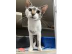 Adopt Slinky Malinky a White (Mostly) Domestic Shorthair cat in New York