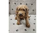 Adopt Rosie a Brindle Golden Retriever / Poodle (Miniature) / Mixed (short coat)