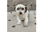 Adopt Regina a White Havanese / Mixed dog in Malvern, PA (41444454)