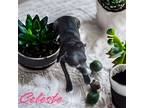 Adopt Celeste a Black Labrador Retriever / Mixed dog in Bechtelsville