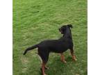 Adopt Mikey a Black - with Brown, Red, Golden, Orange or Chestnut Beauceron /