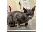 Adopt Blew a Gray or Blue Domestic Shorthair / Mixed Breed (Medium) / Mixed