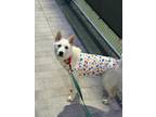Adopt Cherry a White - with Tan, Yellow or Fawn Jindo / Mixed dog in Calgary