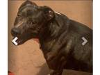 Adopt Bear a Brindle Pitsky / Boxer / Mixed dog in Morrow, GA (41314308)