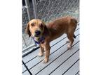 Adopt Amber a Tan/Yellow/Fawn - with White Hound (Unknown Type) / Mixed dog in
