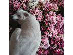 Adopt Jamie a White Husky / German Shepherd Dog / Mixed dog in Bechtelsville