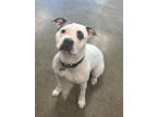 Adopt Coca a White American Pit Bull Terrier / Mixed Breed (Medium) / Mixed