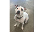 Adopt Coca a White American Pit Bull Terrier / Mixed dog in Fort Dodge