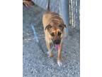 Adopt Sari a Tan/Yellow/Fawn American Pit Bull Terrier / Mixed dog in Fresno