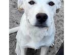 Adopt Snowball a Tan/Yellow/Fawn Labrador Retriever / Mixed Breed (Medium) dog