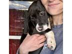 Adopt Dragon a Black Australian Cattle Dog / Beagle dog in Sanford