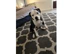 Adopt Alice a Black - with White American Pit Bull Terrier / Mixed dog in