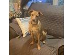 Adopt Casey a Tan/Yellow/Fawn Bernese Mountain Dog / Mixed Breed (Medium) dog in