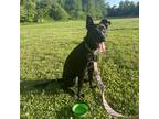 Adopt Sprite a Black Mixed Breed (Medium) dog in Bellmawr, NJ (40660438)