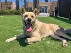 Adopt FLUFFY a White Akita / Mixed dog in Tustin, CA (41377566)