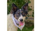 Adopt CHER a White - with Brown or Chocolate Australian Shepherd / Mixed dog in