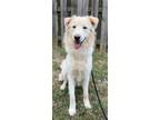 Adopt Shiloh a Tan/Yellow/Fawn Retriever (Unknown Type) / Mixed dog in