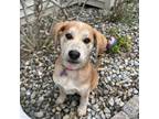 Adopt Shelly a Tan/Yellow/Fawn Labrador Retriever / Mixed Breed (Medium) dog in
