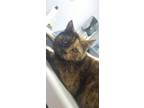 Adopt Jingle a All Black Domestic Shorthair / Domestic Shorthair / Mixed cat in