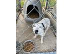 Adopt Spuds a White Australian Cattle Dog / Mixed dog in Yellville