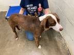 Adopt Copper a Brown/Chocolate Hound (Unknown Type) / Mixed Breed (Medium) /