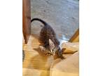 Adopt Nova a Gray, Blue or Silver Tabby Tabby / Mixed (short coat) cat in