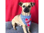 Adopt PETER a Tan/Yellow/Fawn - with Black Pug / Mixed dog in Pasadena