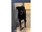 Adopt MEADOW a Black Rottweiler / Mixed dog in South Lake Tahoe, CA (41444383)