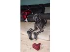 Adopt Blue a Gray/Silver/Salt & Pepper - with White Great Dane / Mixed dog in
