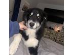 Adopt Banjo a Black - with White Husky / Mixed Breed (Medium) dog in Bellmawr