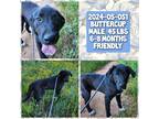 Adopt 2024-05-051 *Buttercup* a Labrador Retriever / Mixed dog in Winder